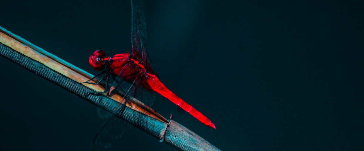 Red Fly